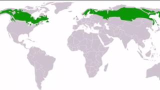 Taiga climate