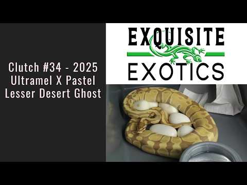 Clutch#34 2025 - Ultramel X Pastel Lesser Desert Ghost