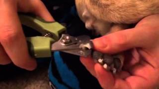 April nail trim March