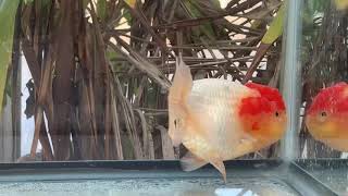 4401 female red and white Lionhead