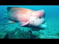 YORIKO Asian sheepshead wrasse　コブダイの頼子・波左間海中公園