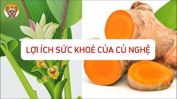 Lợi ích sức khoẻ của CỦ NGHỆ | SỨC KHOẺ THƯỜNG THỨC