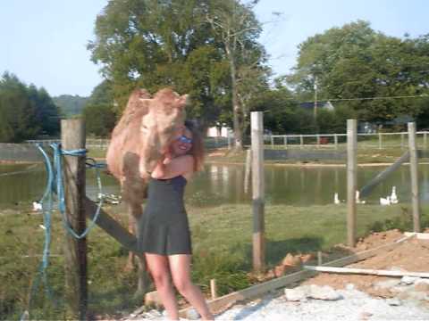 Humphrey (the Redneck camel) gets sidetracked whil...