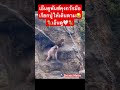 ดูทรงพันซ์คงเป็นห่วงปู่😂🐒 #พันซ์คุง #monkey #punchkun #funny #ลิงญี่ปุ่น