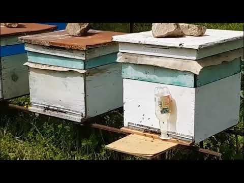 ფტკარი 2018 18 აპრილი. სოფელი ჭალატყე