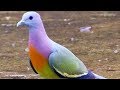 7 Razas De Palomas Más Increíbles Del Mundo