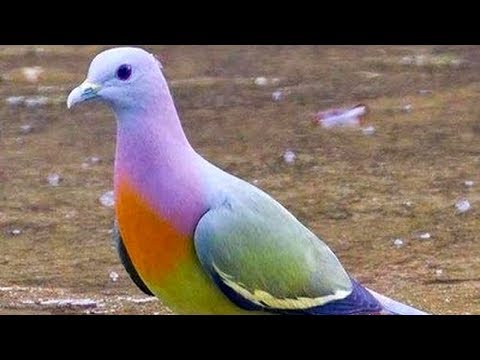 Video: Tipos de palomas: fotos y nombres