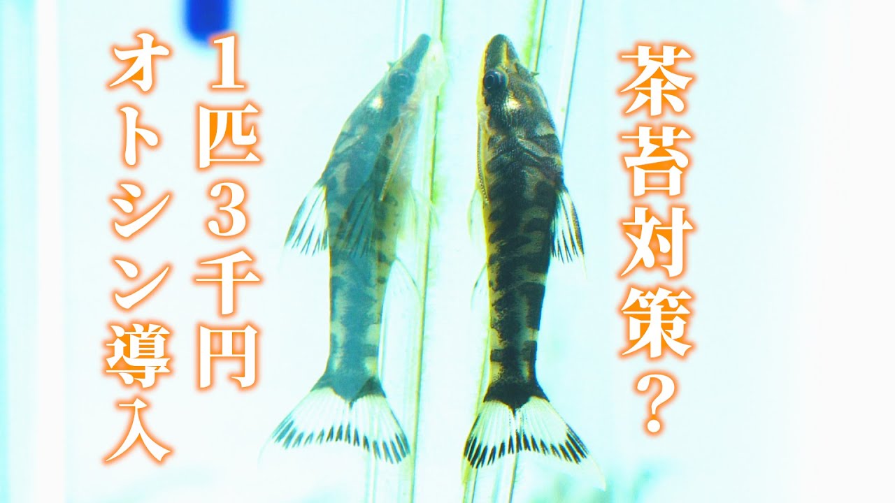 New Zebra Otocinclus vittatus in 30cm Cube tank! - YouTube
