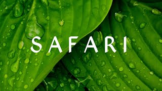 Download Lagu Serena - Safari (Lyrics)/BLACK MUSIC MP3