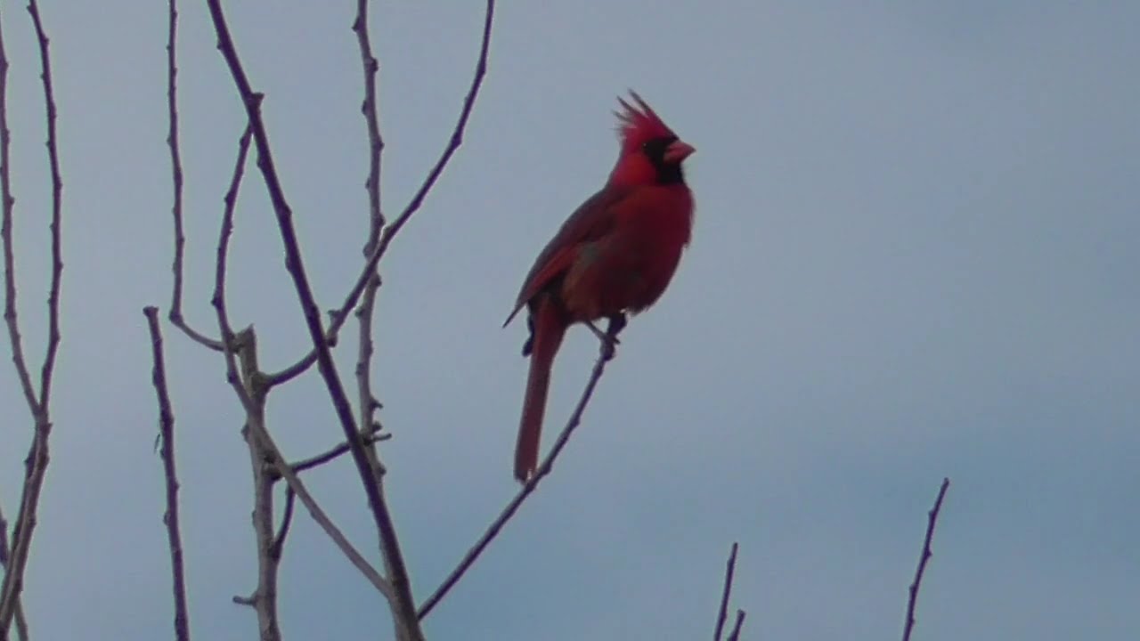 Northern Cardinal chirps a happy song (Cardinalis cardinalis)