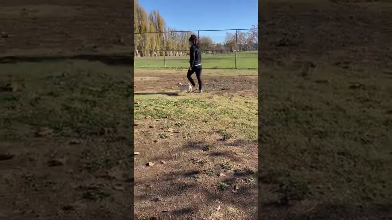 Obedience and socialization, Pug & Dutch Shepherd Dog