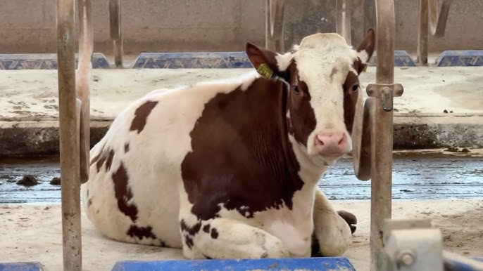 Shirali, goshtli ayol porno Porno hikoyalar: Xotin momaqaldiroq paytida erini aldadi