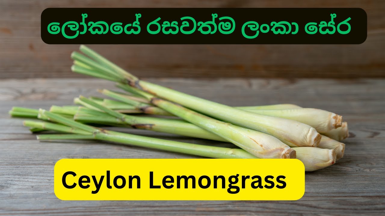 ලෝකයේ රසවත්ම ලංකා සේර Ceylon Lemongrass Grow & Export Lemongrass Passive Income Sri Lanka