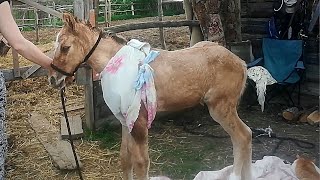 видео: НИКТО НЕ ОЖИДАЛ ЧТО ТАКОЕ МОЖЕТ СЛУЧИТСЯ С ЖЕРЕБЕНКОМ картинка: НИКТО НЕ ОЖИДАЛ ЧТО ТАКОЕ МОЖЕТ СЛУЧИТСЯ С ЖЕРЕБЕНКОМ