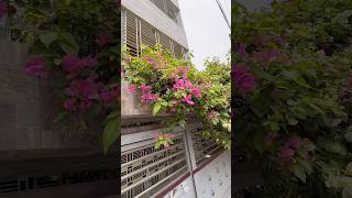 নীরবতাই কখনো সবচেয়ে সুন্দর গল্প বল #shorts #naturelovers #flower #flowers #tredingvideo