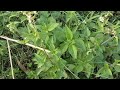You have never seen such a beautiful view along Jamalpur Road. New vlog