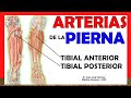 🥇 ARTERIAS DE LA PIERNA. (Tibial Anterior y Posterior). ¡¡Anatomía Fácil y Sencilla!!