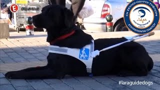 Οι σκύλοι οδηγοί με τους χειριστές τους (Ελεονώρα Μελέτη, Hashtag)