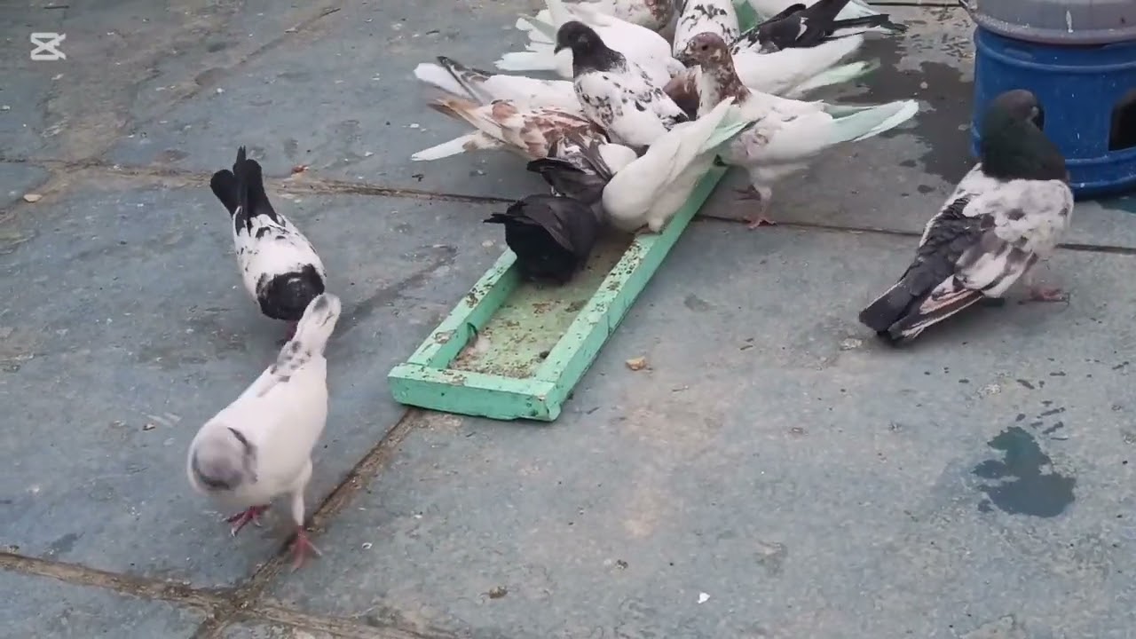 أول مطيار للطيور بل كناره