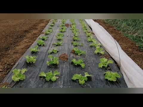 Video: Najbolji način uzgoja romaine salate – savjeti za uzgoj romaine salate