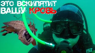 Это вскипятит вашу кровь! |Это должен знать каждый, перед тем как погрузиться с аквалангом | Дайвинг