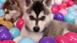 Kika's Unbelievable Puppy Reunion: You Won't Believe How Many Klee Kai Show Up in 2023!