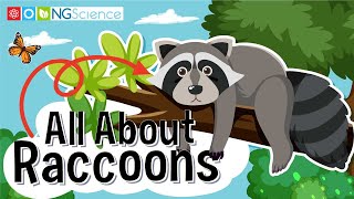 All About Raccoons