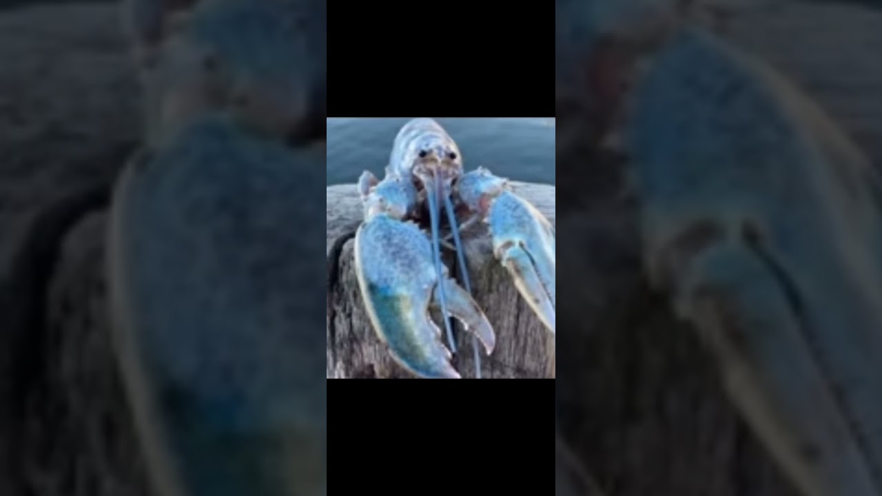 BLUE LOBSTER JUMPSCARE