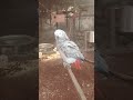 African grey parrot
