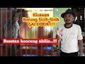 Ini Baru Siri Siri Istimewah Pancingan Burung Macet Mp3 - Mp4 Download