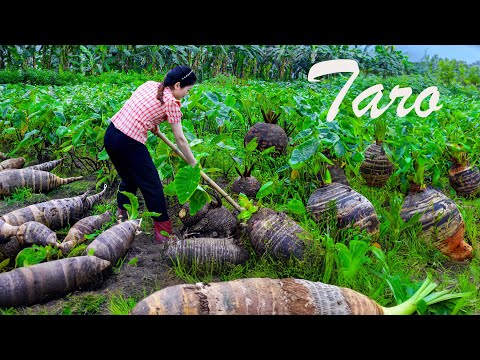 Amazing Harvesting Taro, Peanuts, Coconut - Cook super delicious Taro cake | The Amazing Harvesting