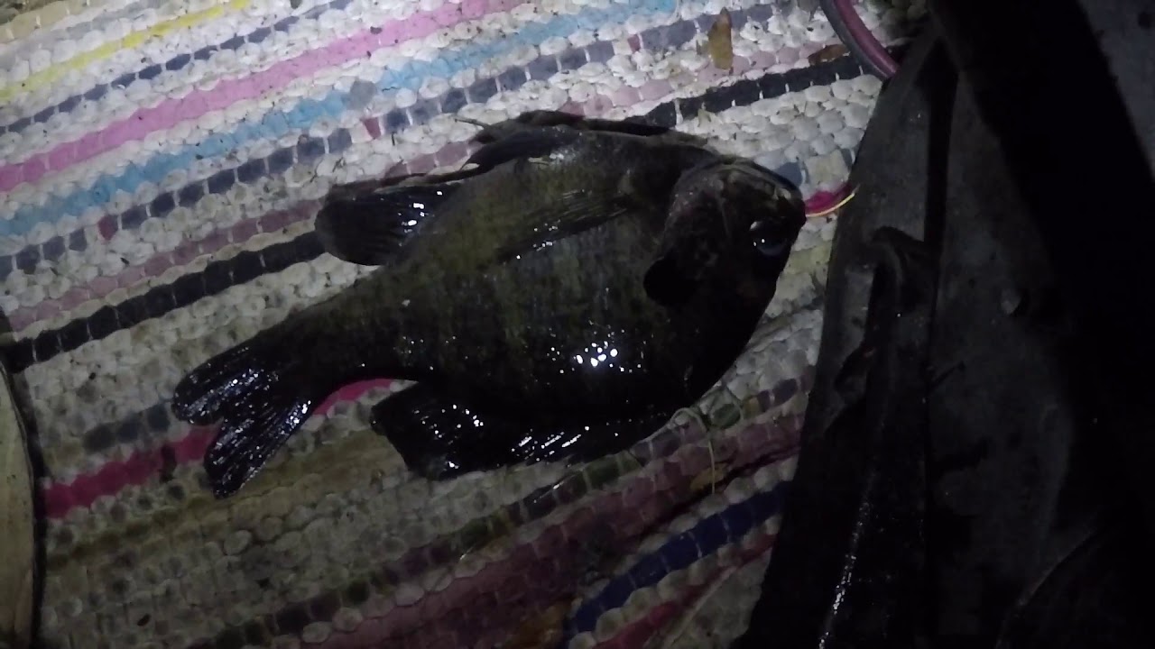 night fishing for bluegill. YouTube