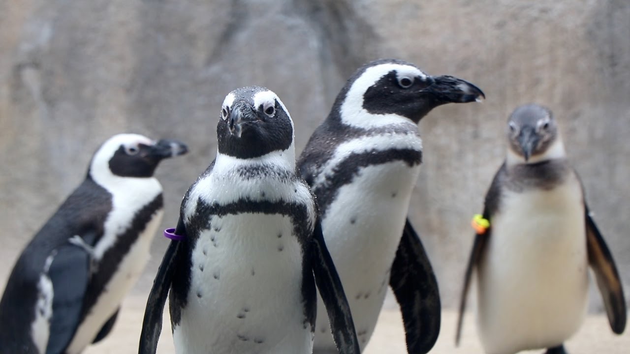 Behind the Scenes at Lincoln Park Zoo's New Penguin Encounter