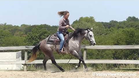 Play Star - turns, lead changes, stops, walk! - ValleyViewRanch.net