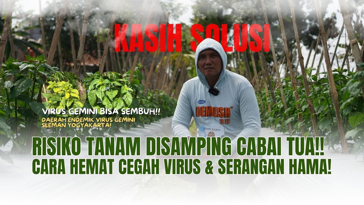 TANAM CABAI DIAPIT TANAMAN TUA⁉️ INI CARA KENDALIKAN VIRUS GEMINI & SERANGAN HAMA PEMBAWA KERITING‼️