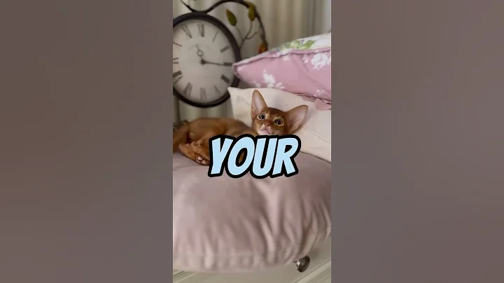 Video 5259751: abyssinian cattery, cats cattery, cute cattery, pets