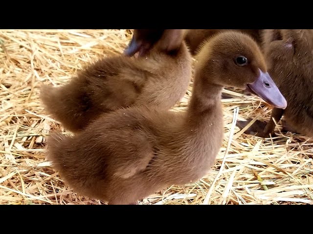 Raising Baby Ducks for Beginners - Katie Sue's Country Life