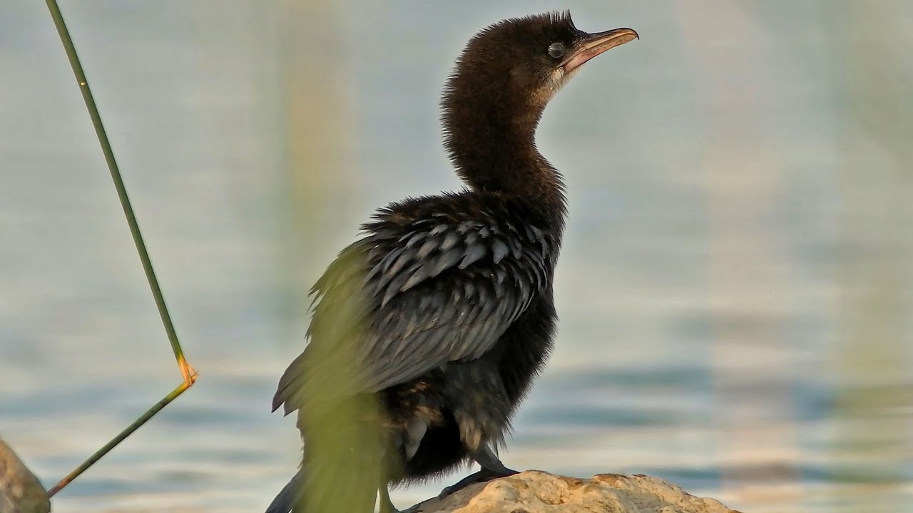 Pygmy Cormorant --- Kormorán malý