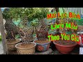 Mai Lục Bình// Giảo Thủ Đức Quấn Rễ// Mai Vàng Bến Tre.Tâm Thành TV