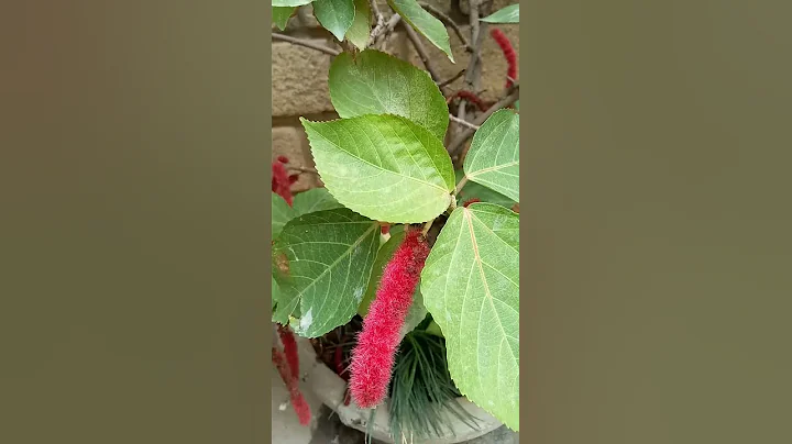 RED HOT CAT TAIL #Nature #flower #Garden #ornamental plant #short #Gardendecor - DayDayNews