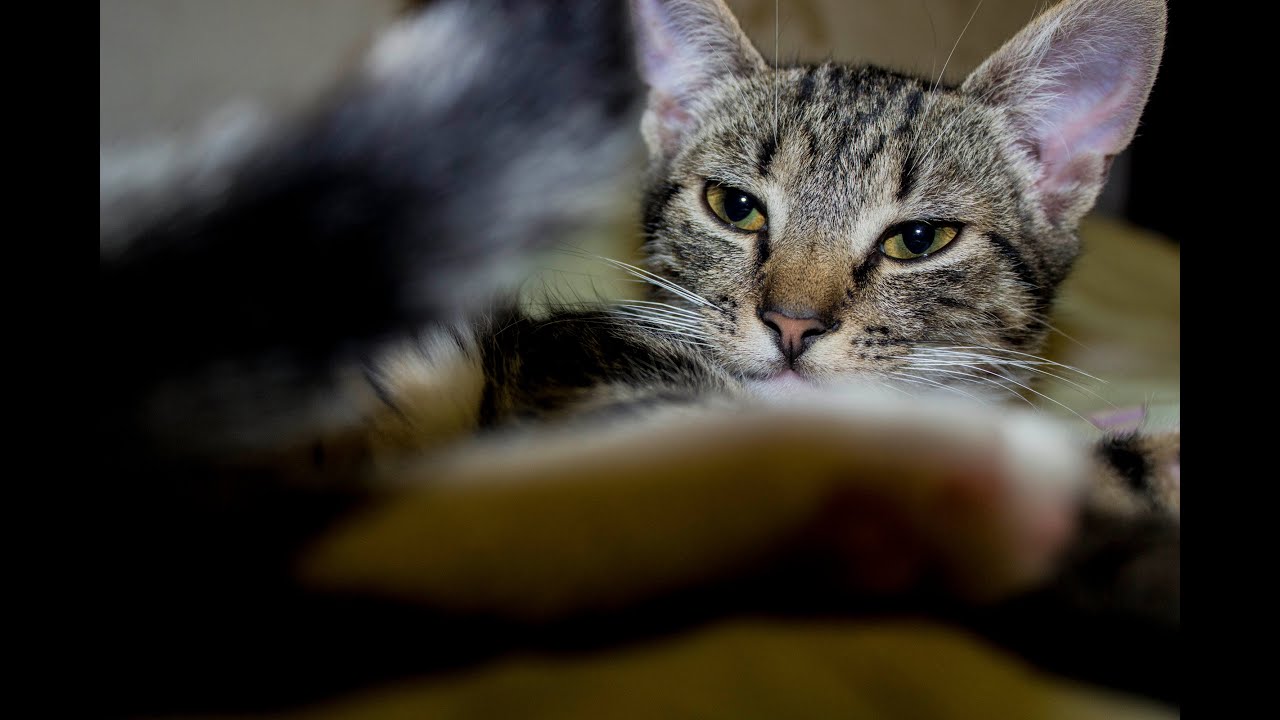 Cat Zhorik eats dumplings YouTube