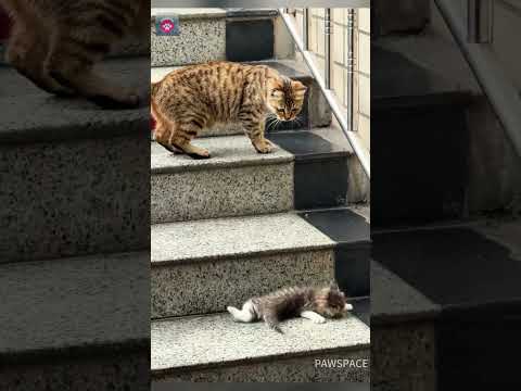 The mother cat and her kitten#cat #kitten