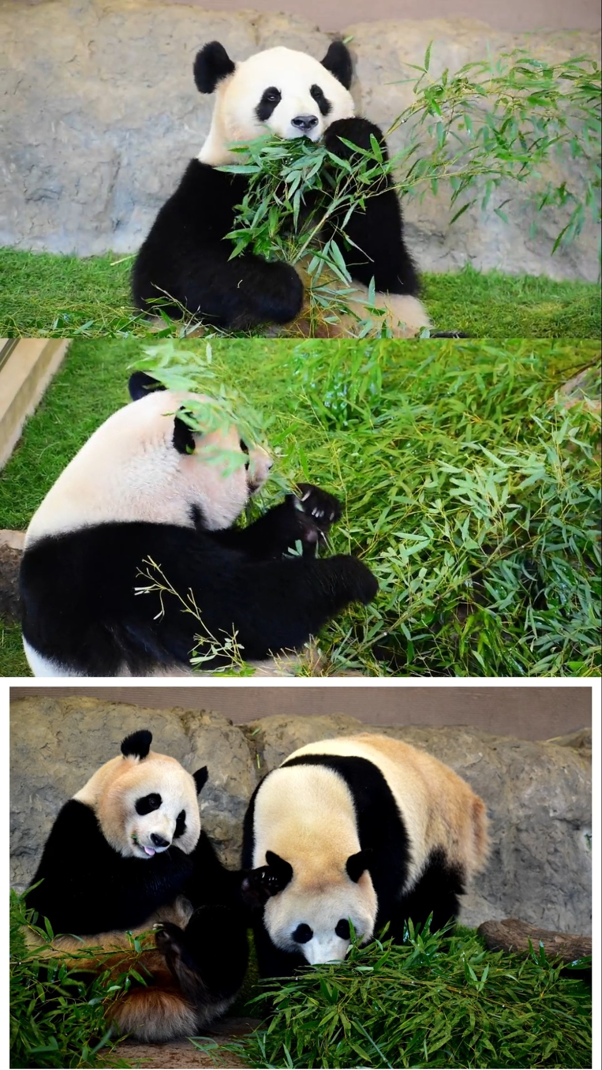 双子の食事😊 #桜浜 #桃浜 #アドベンチャーワールド #パンダ #panda