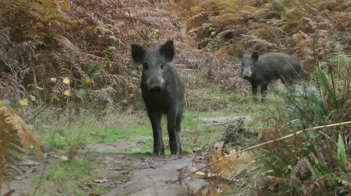 Wild boar, Forest of Dean