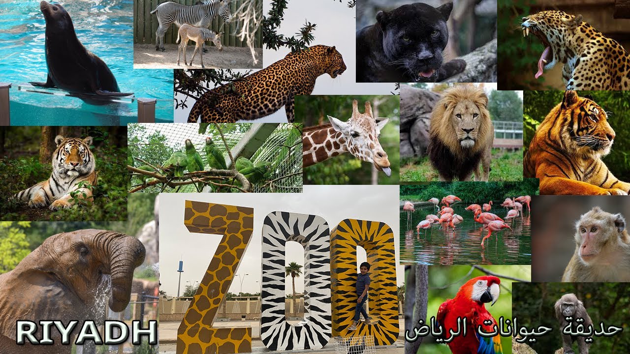 Riyadh Zoo, Saudi Arabia | حديقة الحيوان الرياض المملكة العربية السعودية | മൃഗശാല റിയാദ്,സൗദി അറേബ്യ