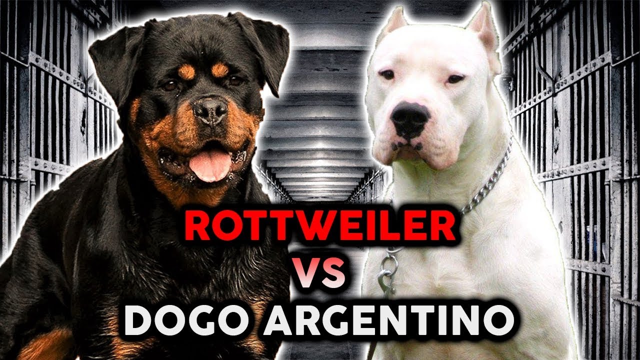 ROTTWEILER VS DOGO ARGENTINO! The Best 