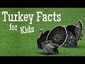 Turkey Knowledge Quiz