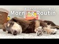 毎朝飼い主を起こすことから始まるダックスのモーニングルーティン