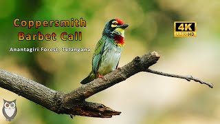 Coppersmith Barbet Call | Anantagiri Forest, Telangana | #SriramWildlifePhotographer #BirdTales