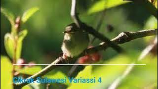 Suara Burung cikrak sulawesi variasi 4